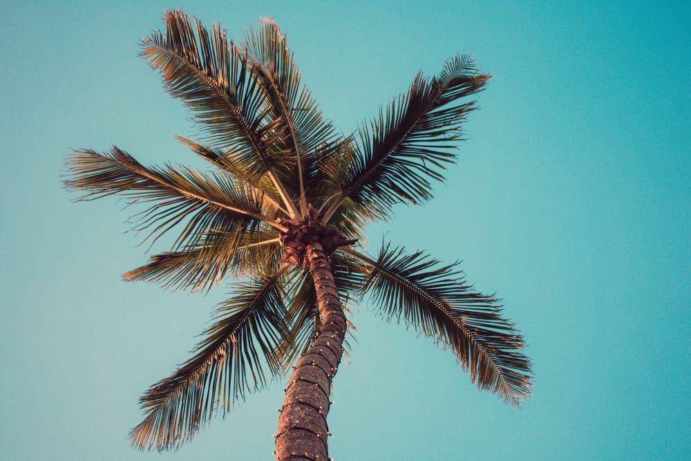 Pohon kelapa (pexels.com/Max Andrey)