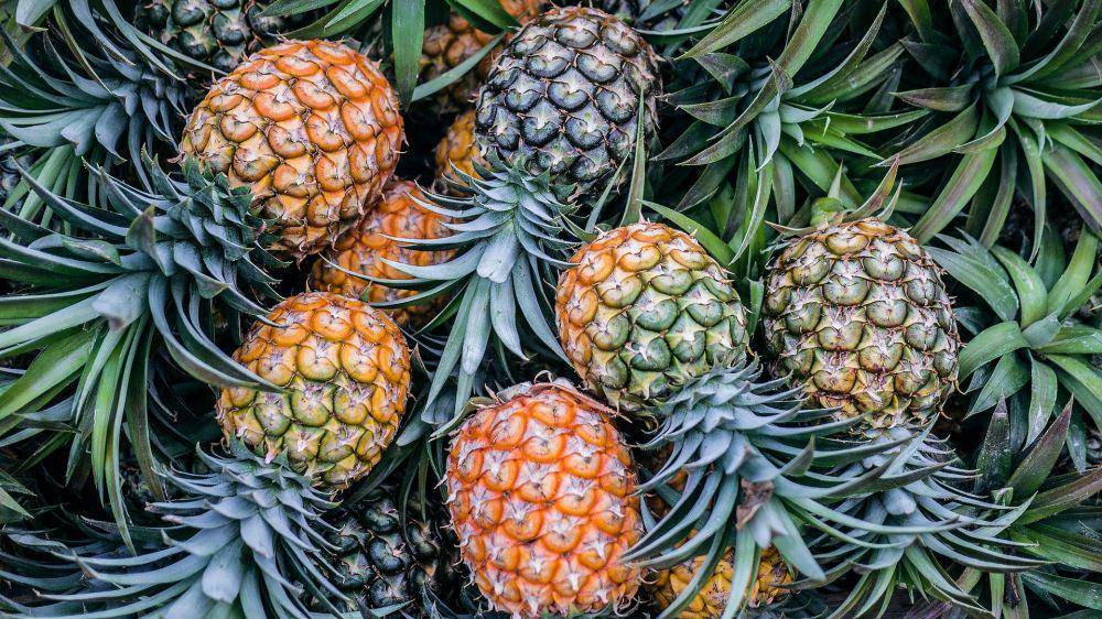 Nanas (unsplash.com/Phoenix Han)