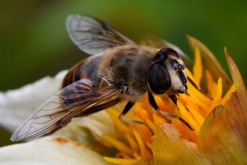 ilustrasi lalat penyerbuk Eristalis tenax (flickr.com/Alfred Decostre)