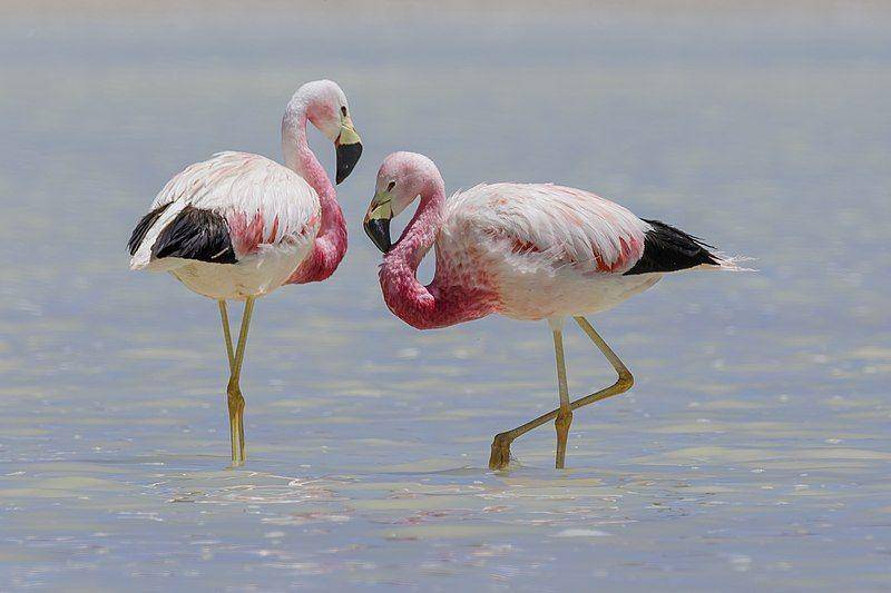 sepasang flamingo andes di habitatnya (commons.wikimedia.org/Thomas Fuhrmann)