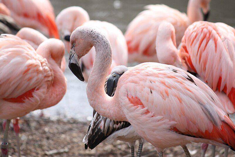 tampak dekat flamingo chili (commons.wikimedia.org/Ltshears)