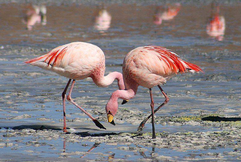 sepasang flamingo james di Bolivia (commons.wikimedia.org/Valdiney Pimenta)