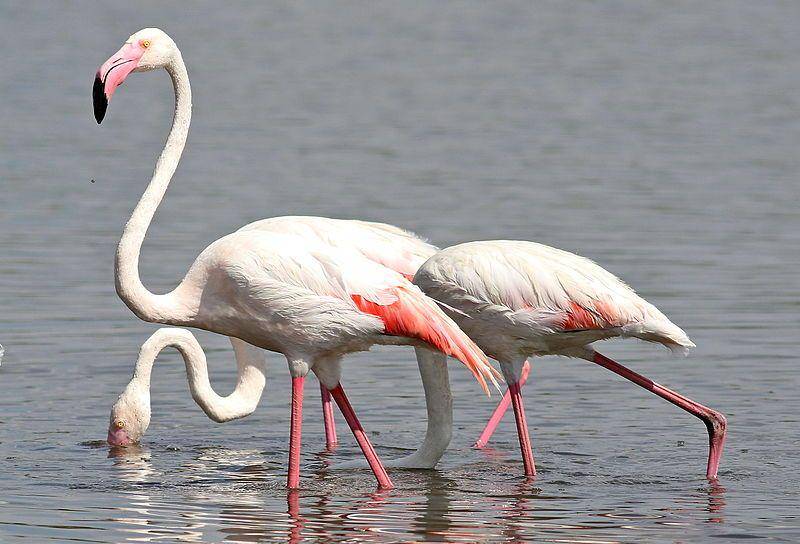 flamingo besar mencari makan (commons.wikimedia.org/Derek Keats)