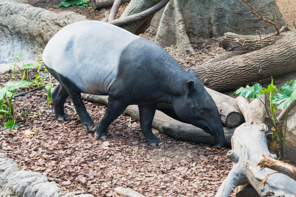 6 Fakta Tapir, Moncongnya Mempermudah Kehidupan Mereka