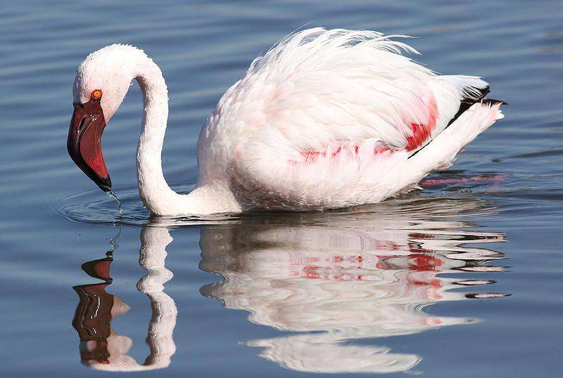 tampak dekat flamingo kecil (commons.wikimedia.org/Derek Keats)