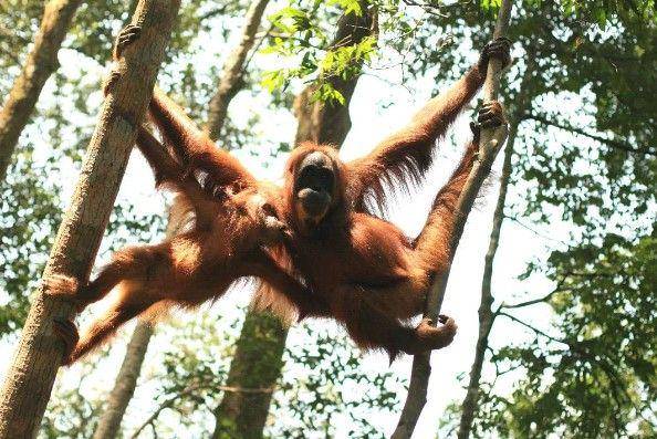 Orang utan di Bukit Lawang (instagram.com/bukitlawangtrekking_)