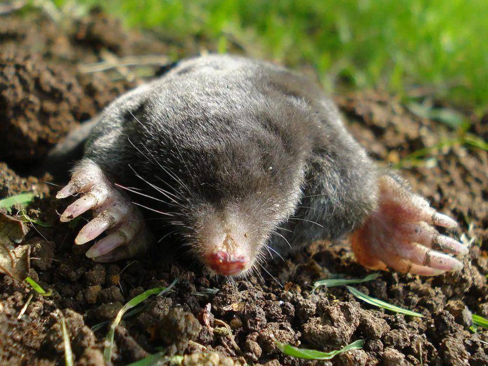 Tikus tanah (animali.bio/Animalia)