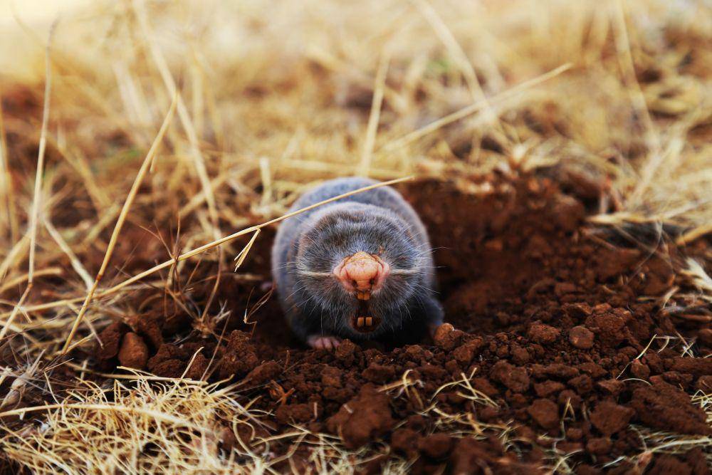 Tikus tanah (unsplash.com/ahmad kanbar)