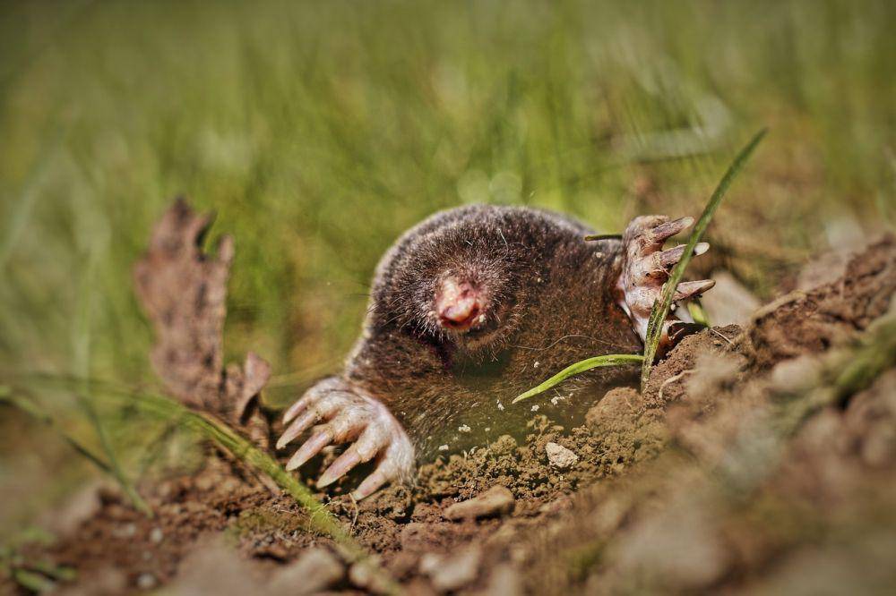 Tikus tanah (pixabay.com/Tabble)