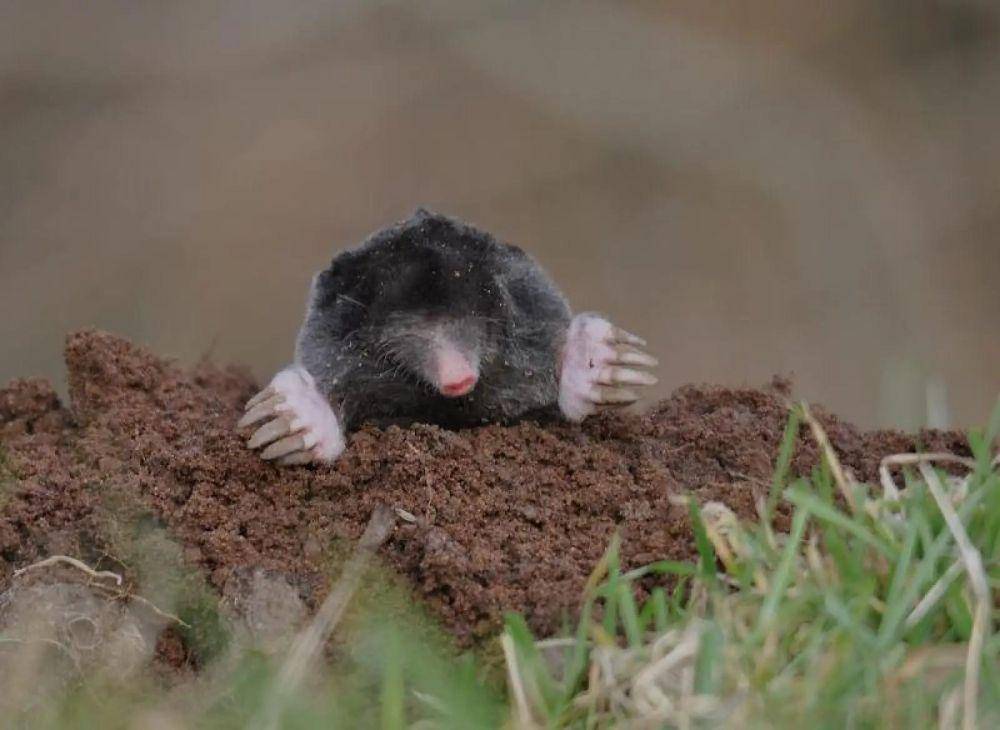 Tikus tanah (animali.bio/Animalia)