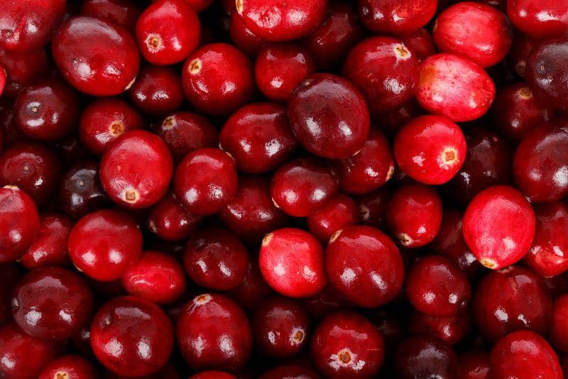 ilustrasi cranberry (pixabay.com/PublicDomainPictures)