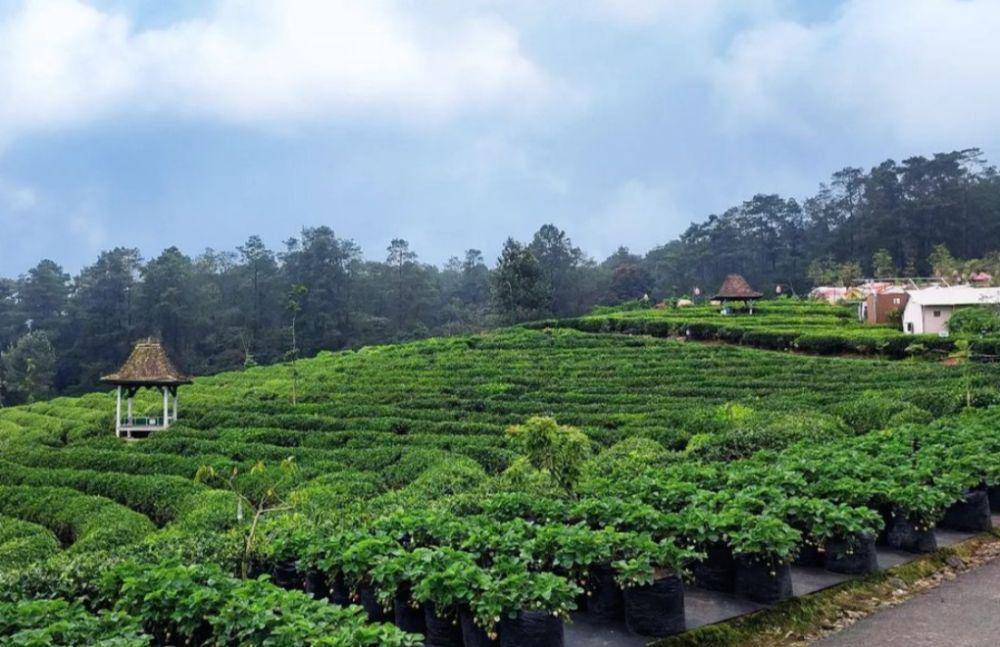 Asstro Highland Ciater (instagram.com/vidoodido
