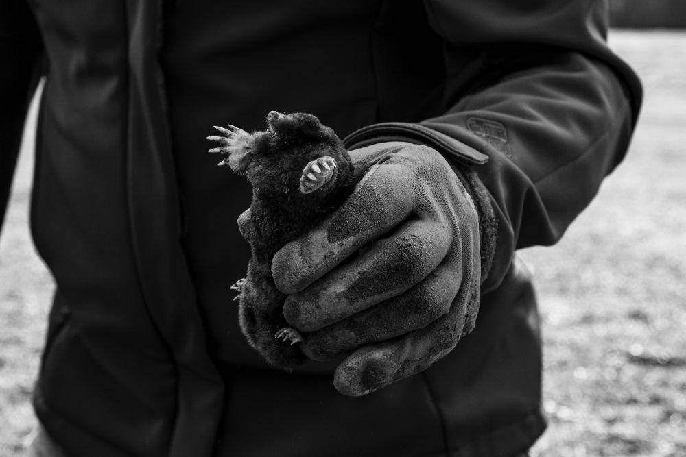 Tikus tanah (unsplash.com/Lara Lone)