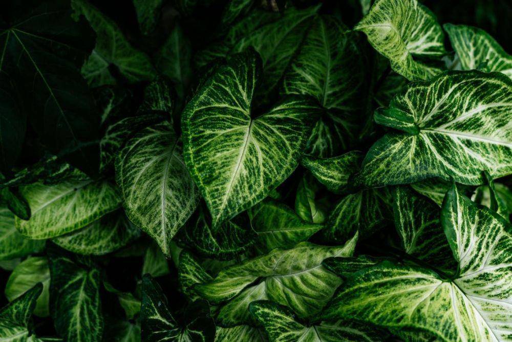 ilustrasi syngonium (pexels.com/Yogendra Singh)