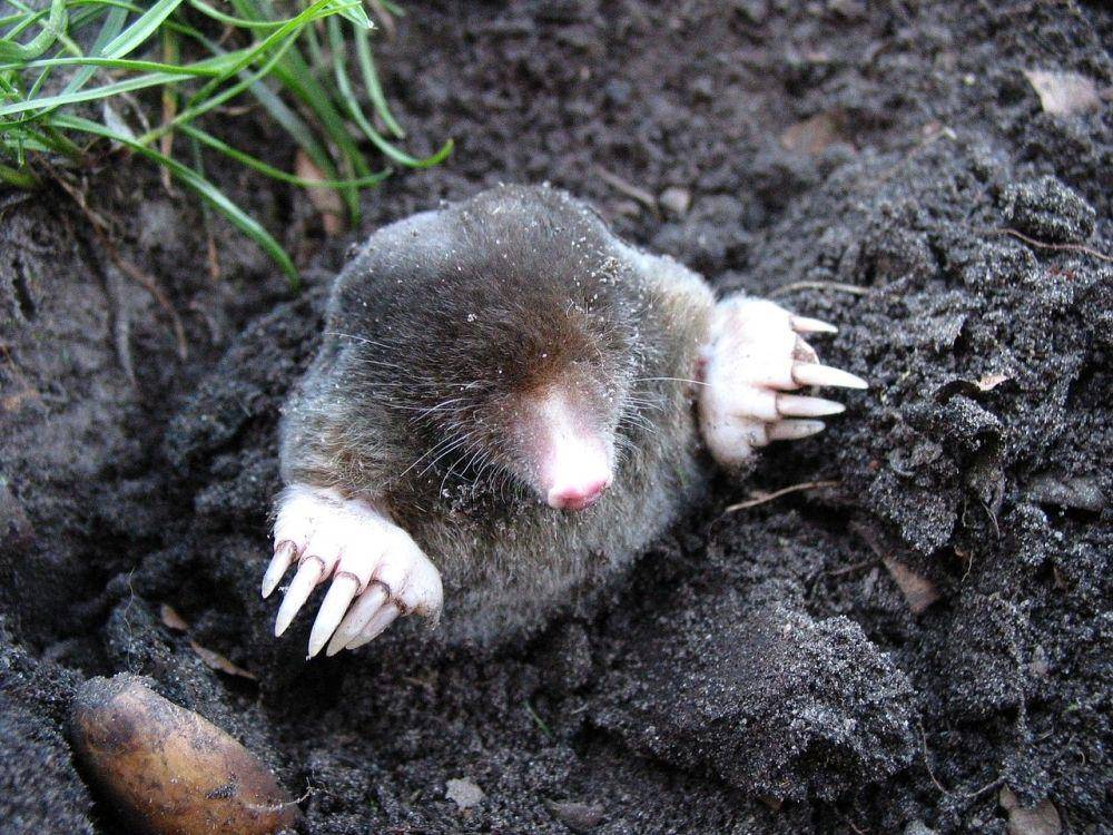 Tikus tanah (pixabay.com/Dirk (Beeki) Schumacher)