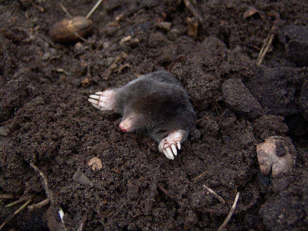 Tikus tanah (pixabay.com/Dirk (Beeki) Schumacher)