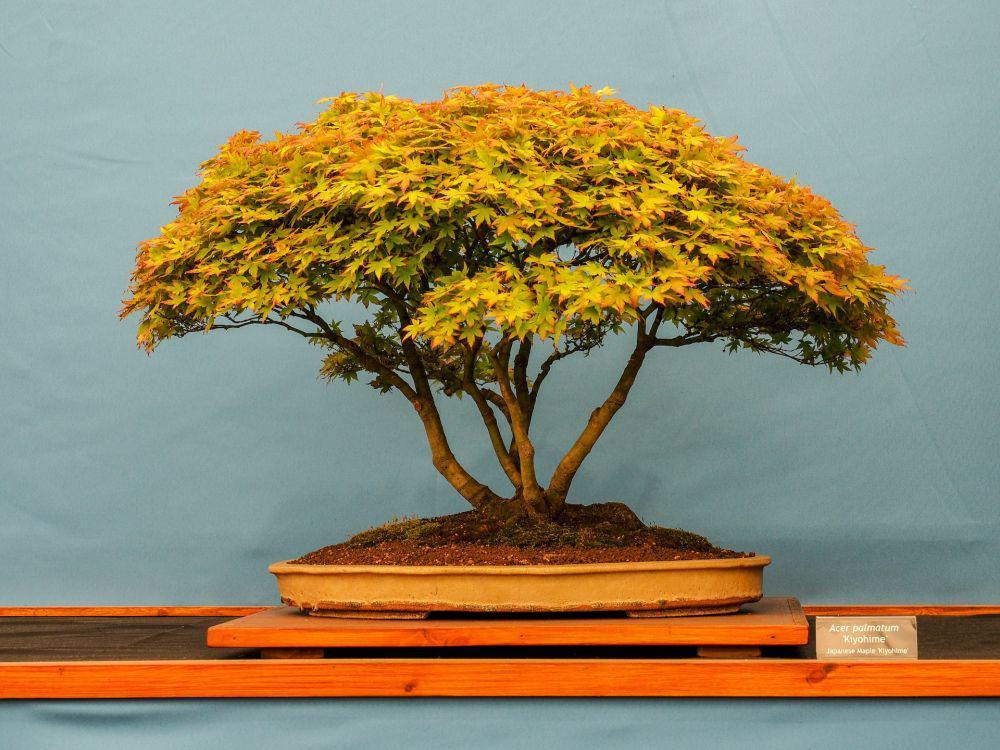 [QUIZ] Kami Bisa Tahu Karakteristik Sifat Asli Kamu Berdasarkan Bonsai yang Kamu Pilih