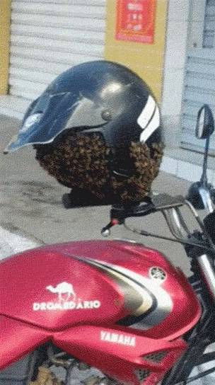 potret momen apes karena lebah (reddit.com/user/basshead541)