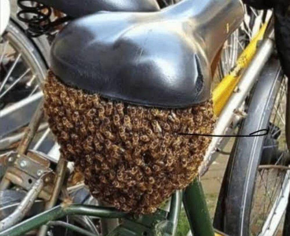 potret momen apes karena lebah (reddit.com/user/PoppersOfCorn)