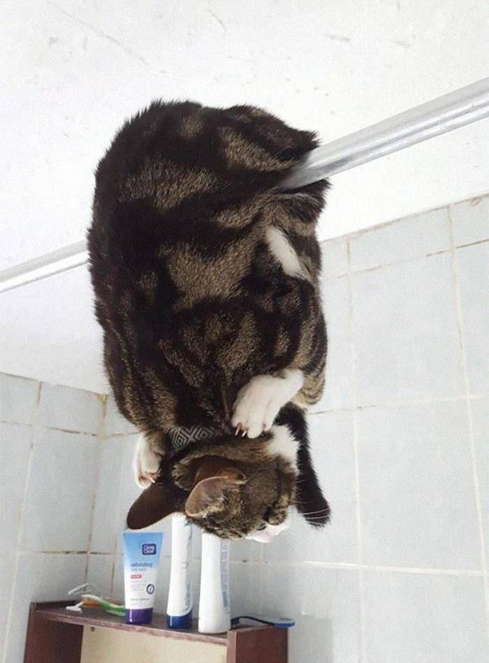 potret kucing mendadak eror (reddit.com/tyw7)