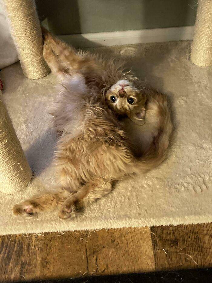 potret kucing mendadak eror (reddit.com/pookierawrz)