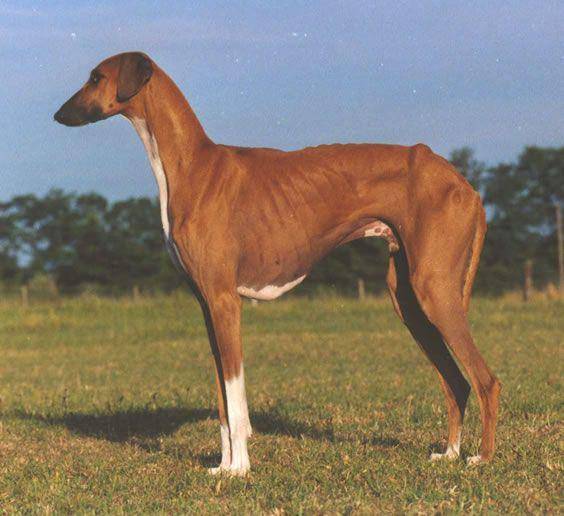 Anjing Azawakh (Public domain, via Wikimedia Commons)