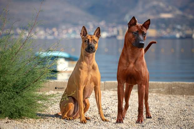 Thai Ridgeback (Belagria, CC BY-SA 4.0, via Wikimedia Commons)