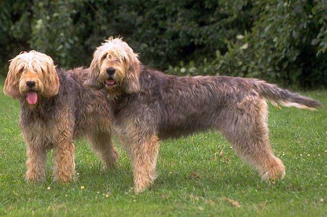 Otterhound (Machinecha, Public domain, via Wikimedia Commons)