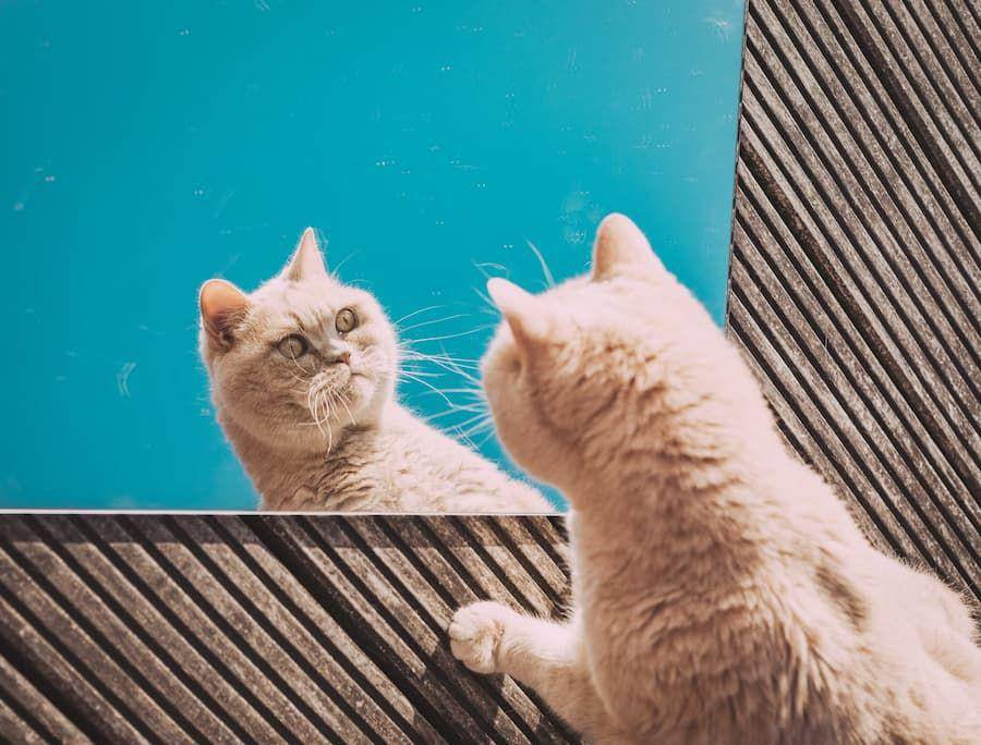 ilustrasi kucing (unsplash.com/Eduard Delputte)
