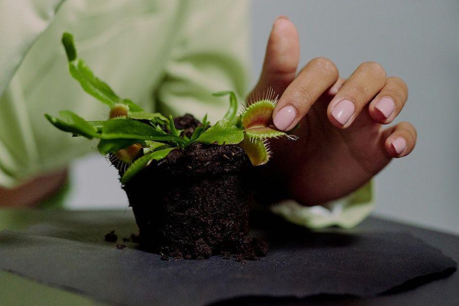 4 Cara Merawat Venus Flytrap, Ini Tipsnya agar Tumbuh Subur