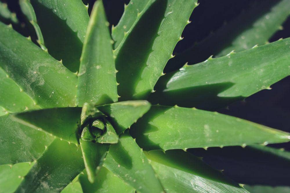 ilustrasi tanaman aloevera(unsplash.com/David Docil)