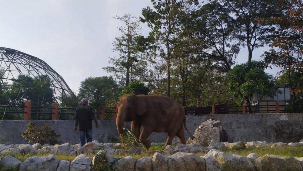 Seekor gajah bernama Zella saat diberi makan oleh pawangnya di kandang Bonbin Mangkang. (IDN Times/Fariz Fardianto)