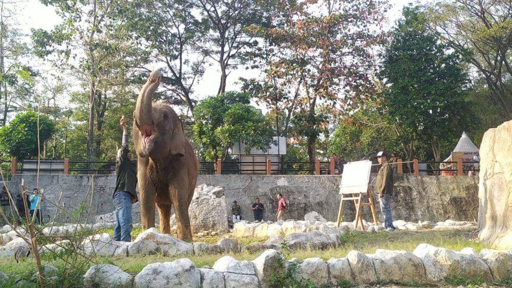 Gajah Zella terlihat gembira saat dilatih oleh seorang pawang di kandang Bonbin Mangkang Semarang. (IDN Times/Fariz Fardianto)