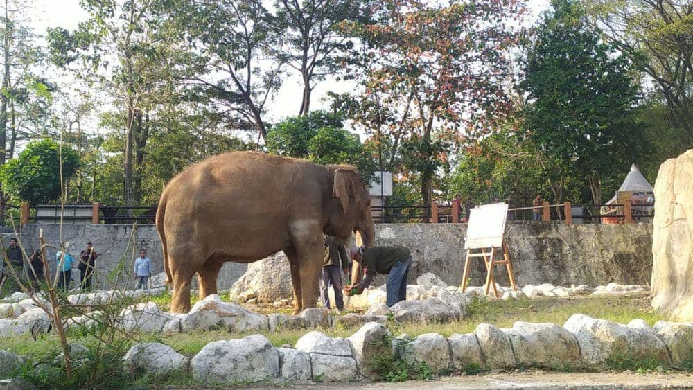 Gajah Zella diberi makan buah-buahan oleh seorang pawang di Bonbin Mangkang Semarang. (IDN Times/Fariz Fardianto)