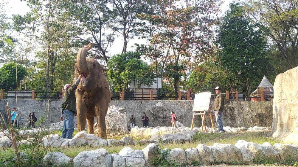 Gajah Zella Bakal Dicomblangin di Bonbin Mangkang, Pilih Guntur atau Bona?