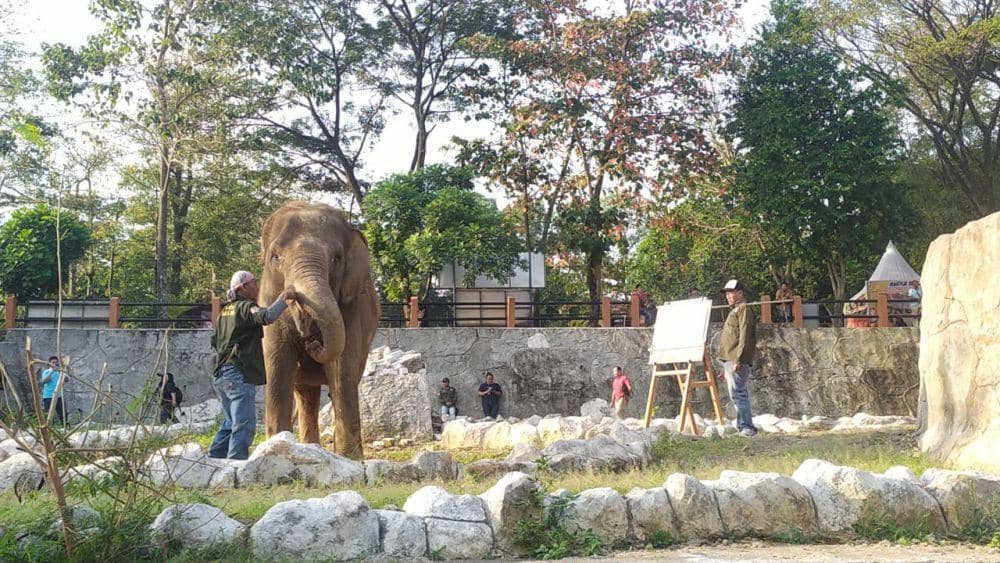 Gajah Zella bermain dengan seorang pawang Bonbin Mangkang Semarang. (IDN Times/Fariz Fardianto)