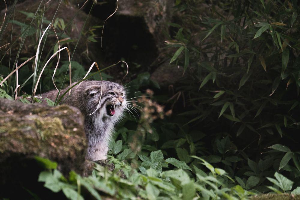 6 Fakta Pallas Cat, Si Kucing Hantu yang Terancam Punah