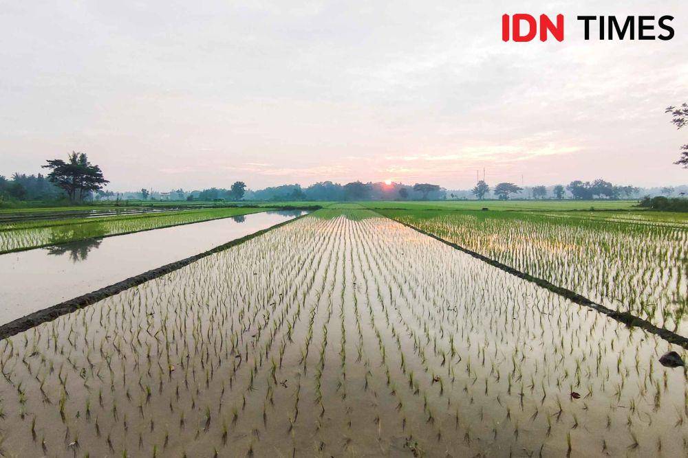 Areal persawahan di daerah Bantul, Yogyakarta. (IDN Times/Herka Yanis)