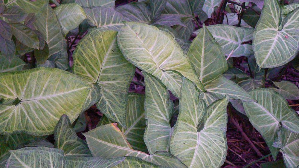 ilustrasi Syngonium (commons.wikimedia.org)