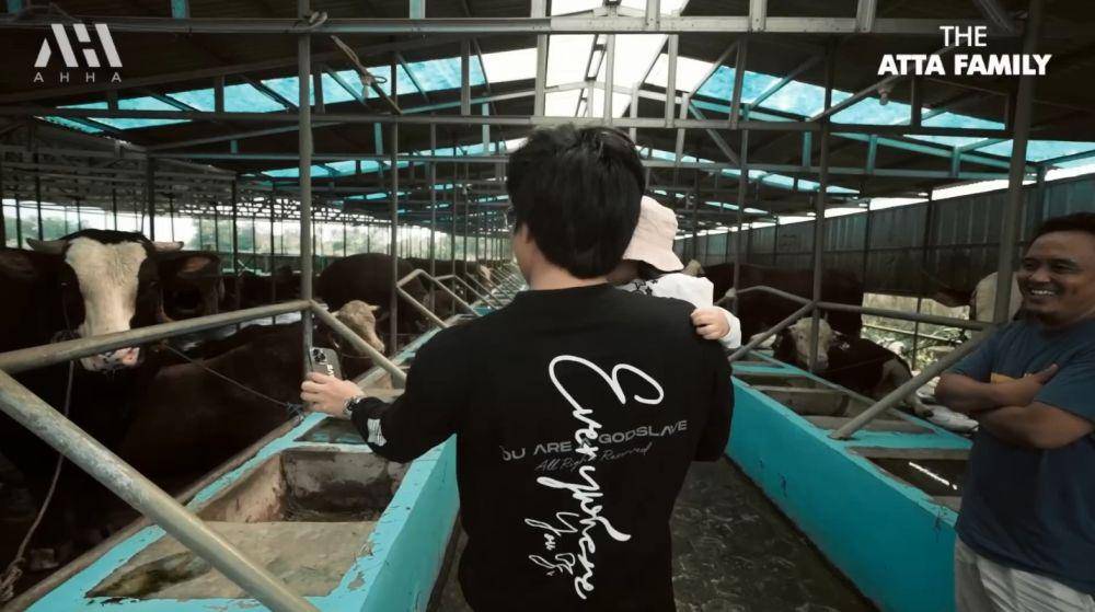 pertenakan sapi Ameena (YouTube.com/Atta Halilintar)