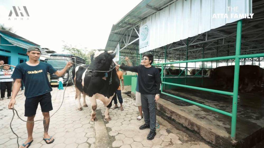 pertenakan sapi Ameena (YouTube.com/Atta Halilintar)