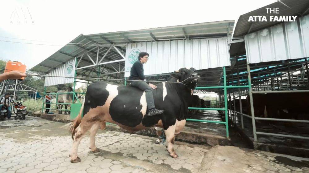 pertenakan sapi Ameena (YouTube.com/Atta Halilintar)