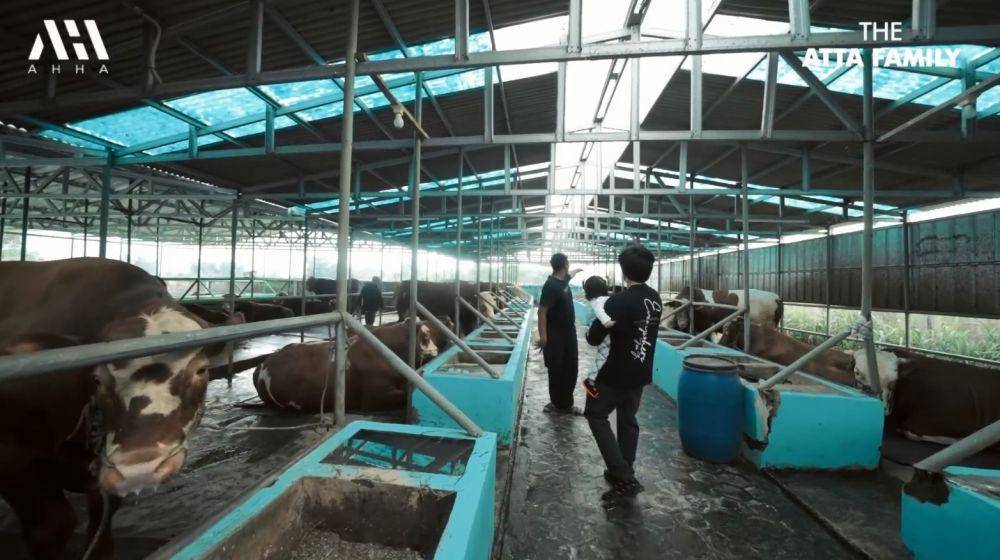 pertenakan sapi Ameena (YouTube.com/Atta Halilintar)