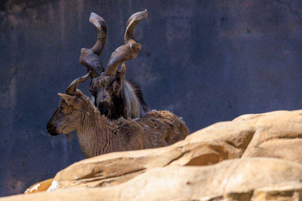 Markhor (unsplash.com/Eduardo Aleman)