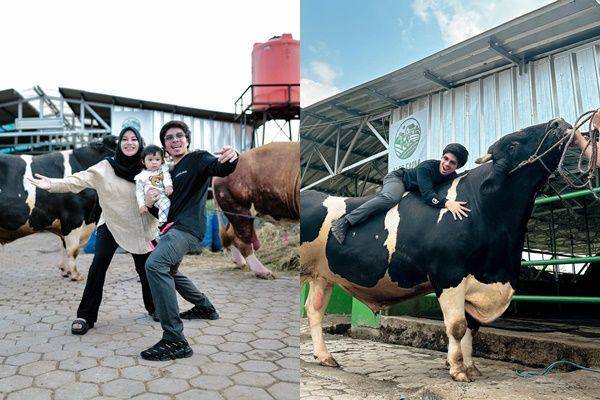pertenakan sapi Ameena (Instagram.com/attahalilintar)
