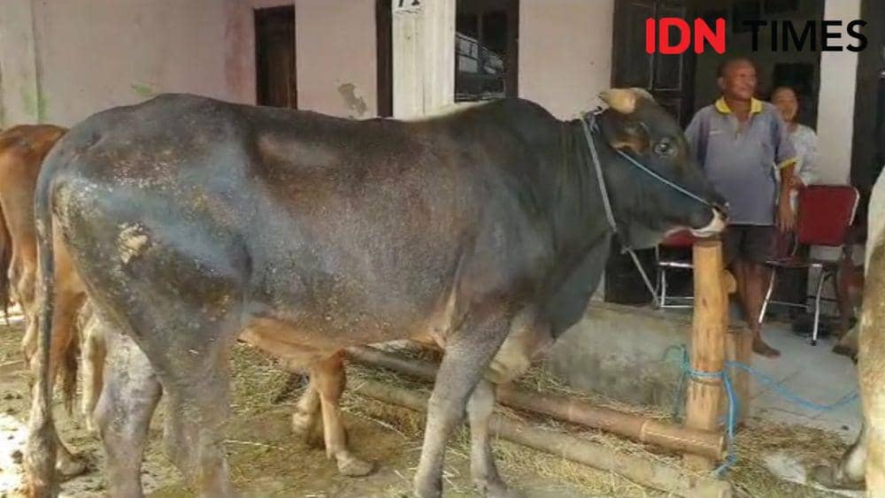 Penjualan hewan sapi di Solo. (IDN Times/Larasati Rey)