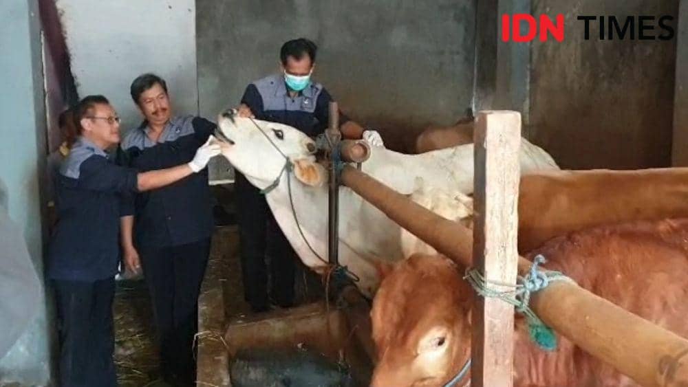 Pemeriksaan hewan sapi di Solo. (IDN Times/Larasati Rey)