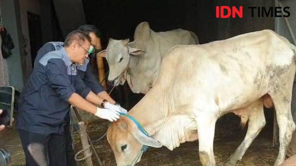 Penjualan Lesu, Harga Sapi di Solo Mulai Rp17 Juta