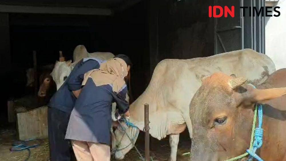 Pemeriksaan hewan sapi di Solo. (IDN Times/Larasati Rey)