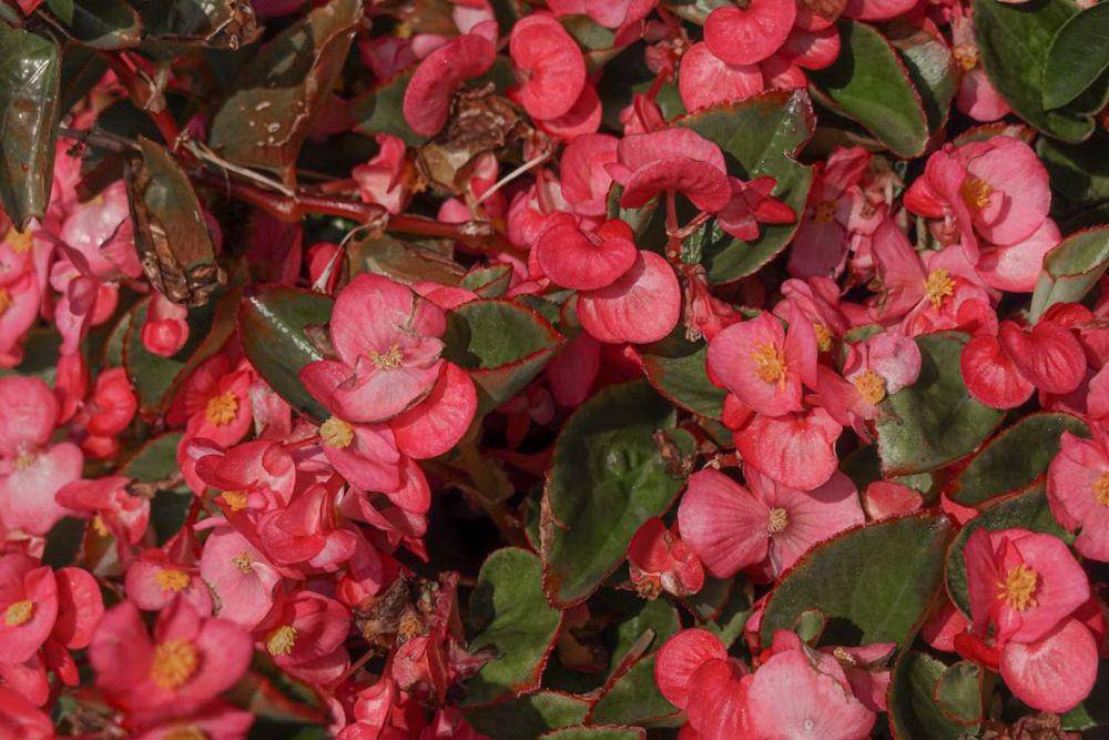 ilustrasi begonia rimbun (pexels.com/Magda Ehlers)